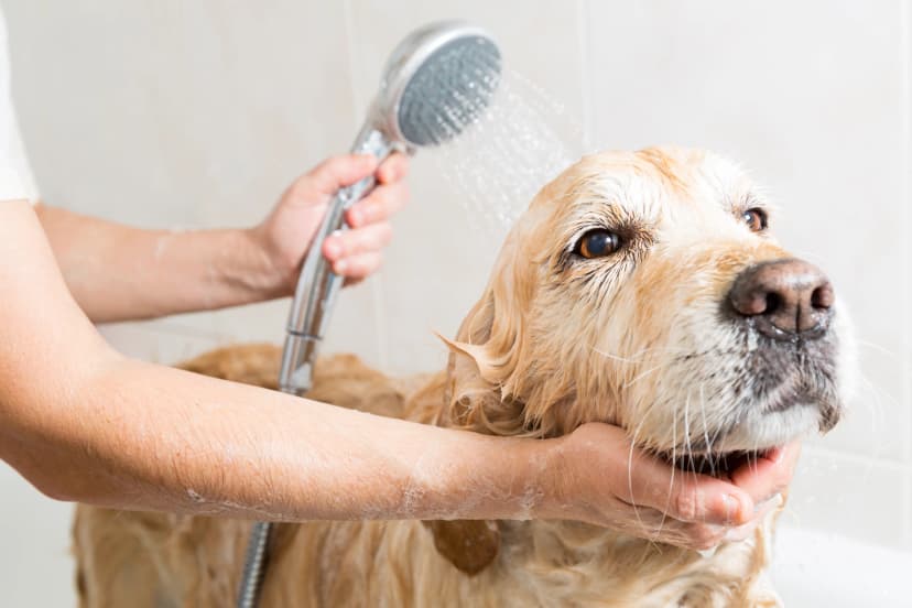 Pet Silk